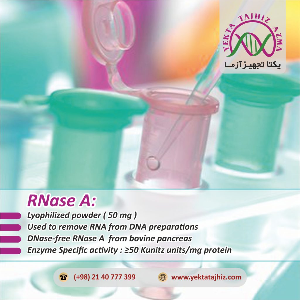 RNase A