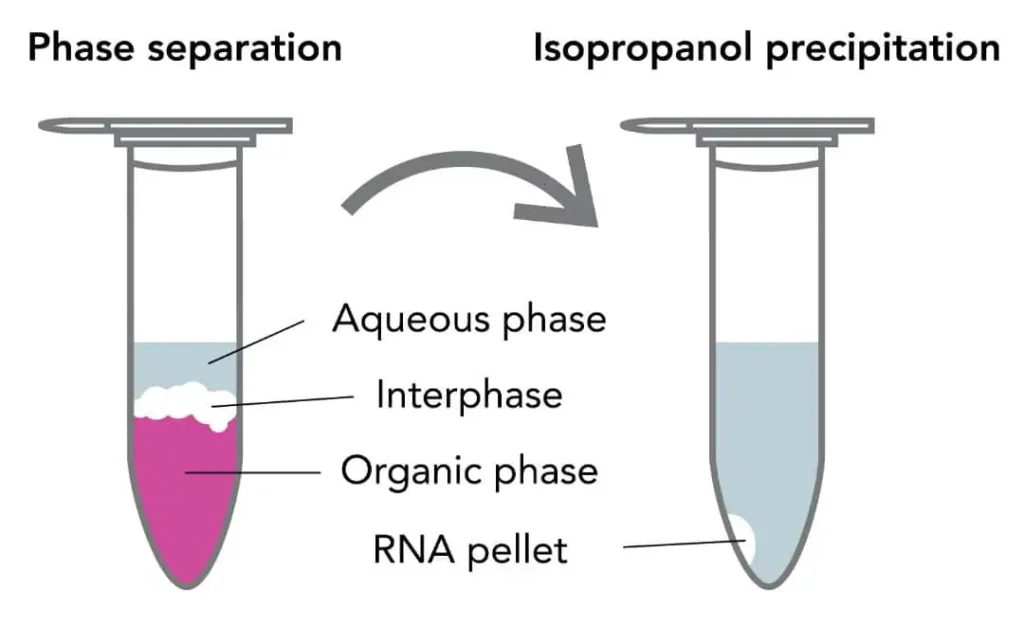 استخراج RNA به روش دستی