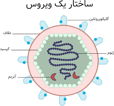 ساختار ویروس