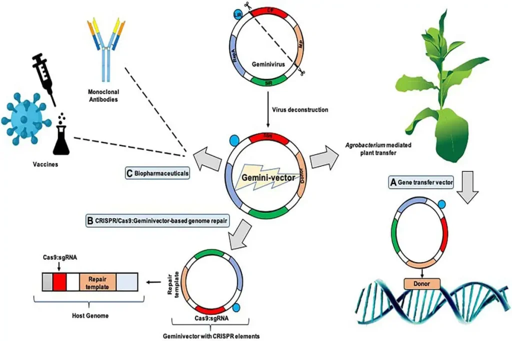 انتقال ژن در گیاهان