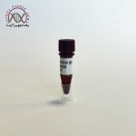 سایبر دایرکت دای