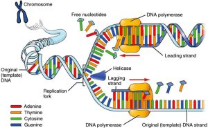 آنزیم DNA