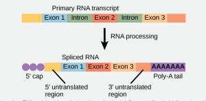 پردازش RNA