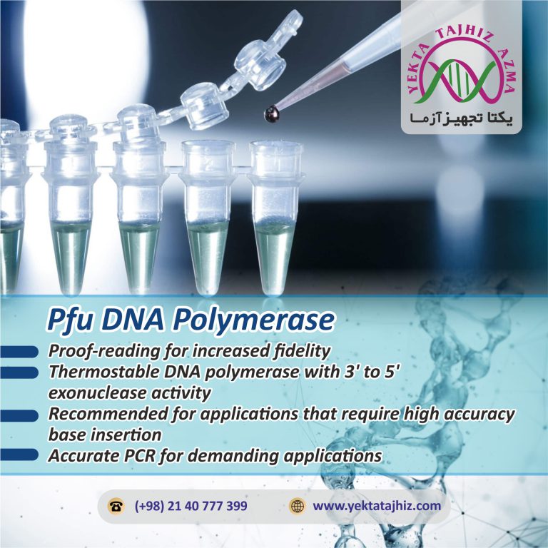Pfu DNA polymerase