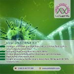 viral-DNA-RNA-kit-yektatajhiz