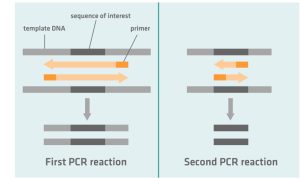  Nested PCR