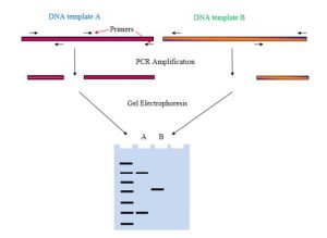 RAPD( Rapid amplified polymorphic DNA analysis)