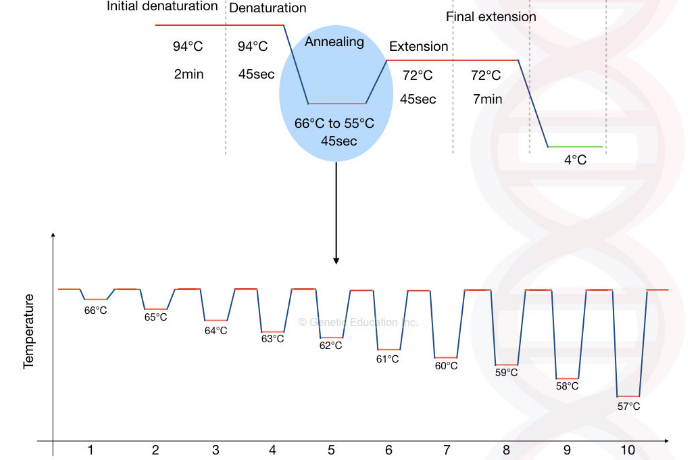 pcr cycles