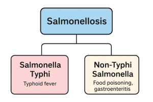 رابطه سالمونلا، سالمونلا تیفی و سالمونلوز