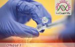 DNase I (ready to use) - Image 2