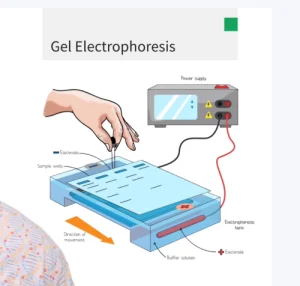 Gel Electrophoresis