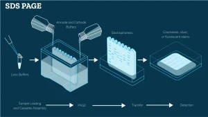 الکتروفورز SDS-PAGE