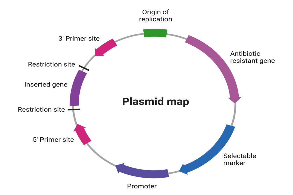 نقشه پلاسمید