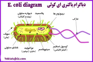 ساختار باکتری ایکولی