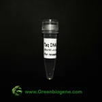 Taq DNA polymerase Greenbiogene