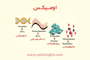 اومیکس ها و زیر شاخه های آن