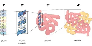 سطوح مختلف ساختار پروتئین ها