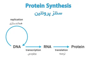 سنتز پروتئین 