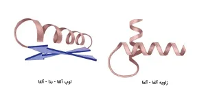 دو نمونه از موتیف‌های پروتئینی 