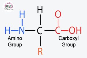 پروتئین چیست