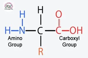 عکس پروتئین