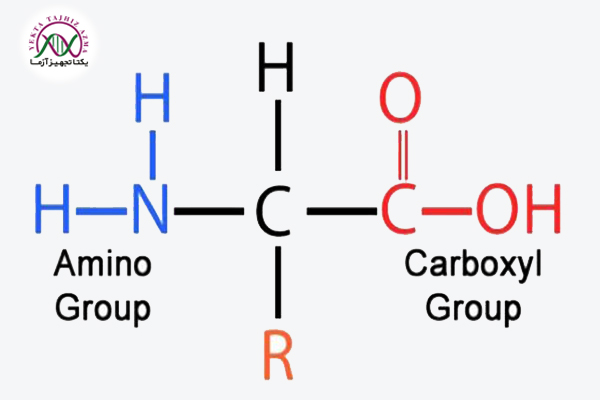 پروتئین چیست