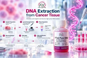 استخراج RNA از نمونه های سرطانی،خون و مغز استخوان